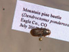 Colo. Scientists Find New Way To Fight Pine Beetle
