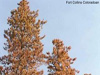 Scientists hope new pesticide keeps bark beetle at bay