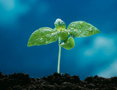 photo of plant in dirt