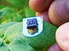New device lets plants talk