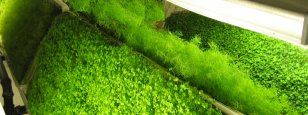 Aeroponic GS-V 3-pak w/Light Arrays
