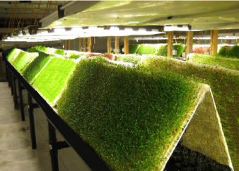 Flex Aeroponic System