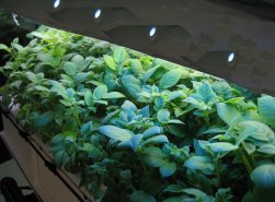 Aeroponic GS-V with Light Array