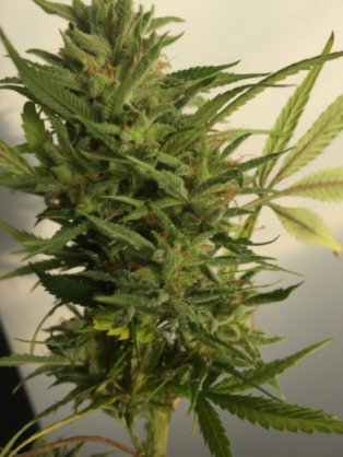 Genesis_Aero_Cola_62 days