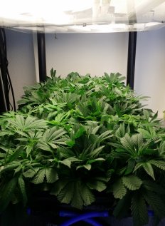 Genesis HPA medical marijuana