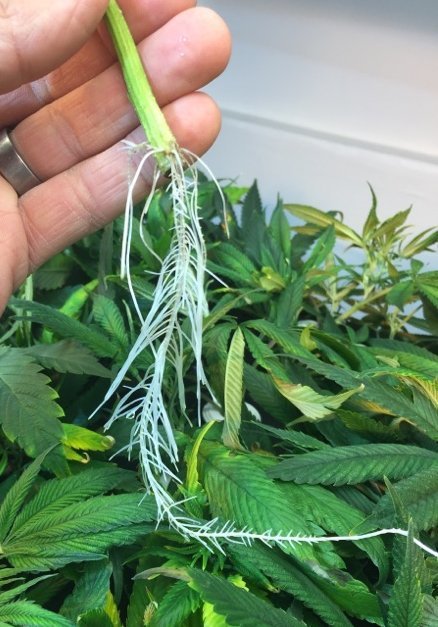 Genesis_Beyond_Cannabis_clone_10_day