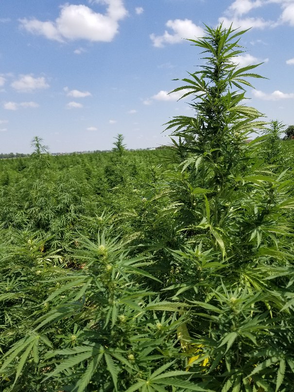 BEYOND treated hemp