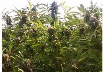 BEYOND treated cannabis