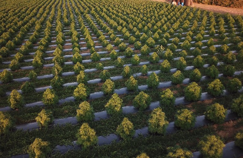 HEMP field - ODC soil treatment 